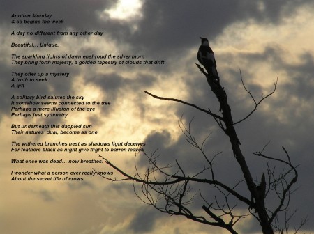 "the secret life of crows" by the poet scanlon