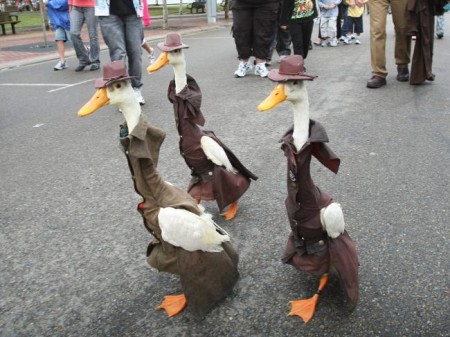 geese walking daily telegraph royal easter show 2010